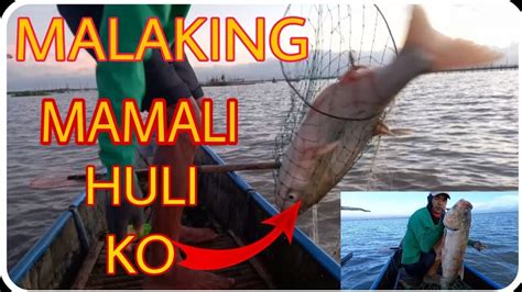 Malalaking Mamali O Bighead Carp At Mamaw Na Tilapya Ang Mga Nahuli Ko