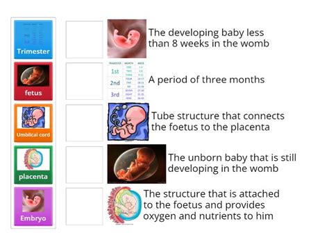 Stages of Pregnancy - Match up