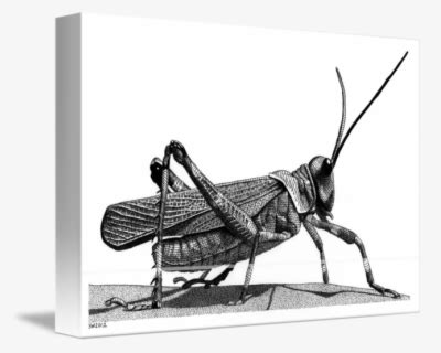 By Scott Woyak - Realistic Grasshopper Drawing , Free Transparent ...