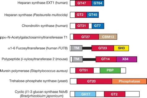 FIGURE 8.1. [Schematic examples of modular glycosyltransferases ...