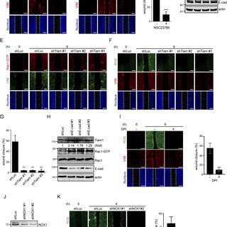 Loss of cell-cell adhesion generates ROS through Tiam1-mediated Rac1 ... 