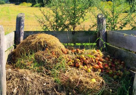 Compost aquí se explica cómo hacerlo en casa el truco revelado