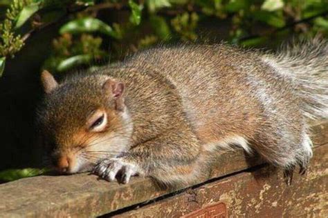 How And Where Do Squirrels Sleep Squirrel Sleeping Habits