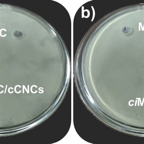 Antibacterial Performance Agar Well Diffusion Assay Of Mfc Control