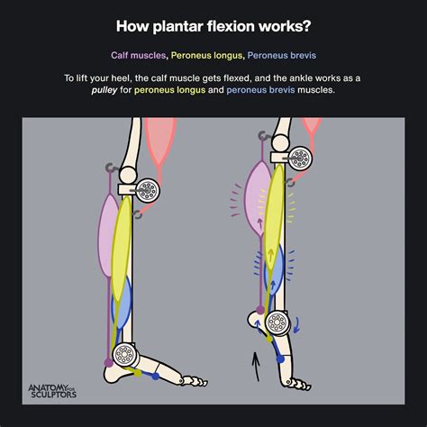 Plantar Flexion Anatomy