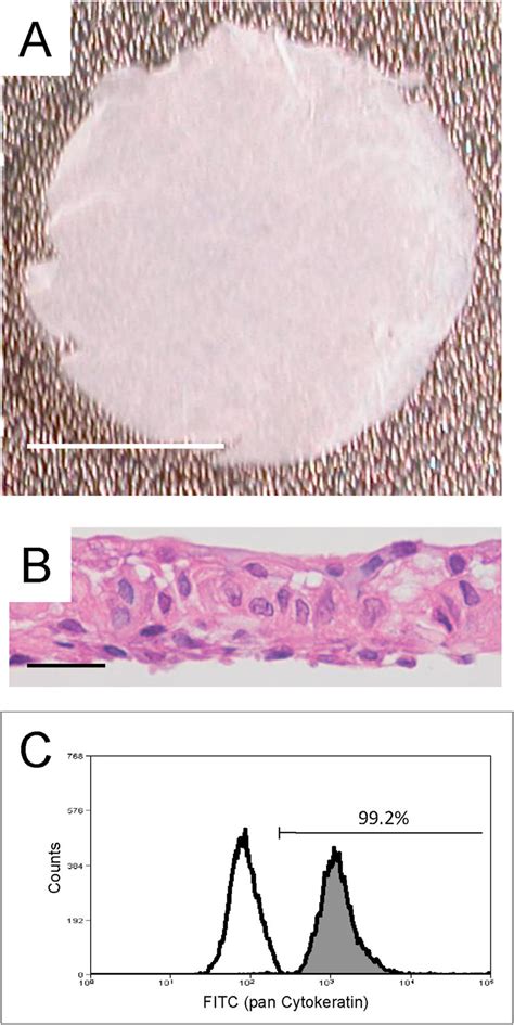 Manufactured Human Nasal Mucosal Epithelial Cell Sheets A Human