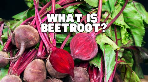 What Is Beetroot The Superfood Benefits You Must Know Guide