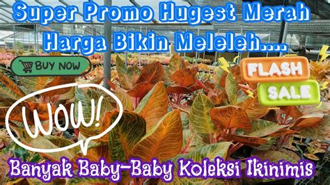 Keren Harga Aglonema Hugest Disini Bikin Meleleh Spesial Aglaonema