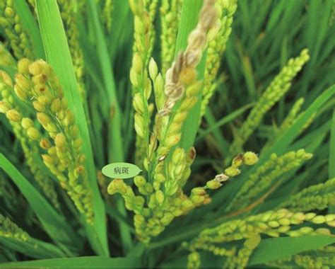 Chinese Scientists Discover Key Gene For Blast Resistance In Rice