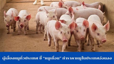 Newsline ผู้เลี้ยงหมูทั่วประเทศ ชี้ “หมูเถื่อน” ทำราคาหมูในประเทศอ่อน