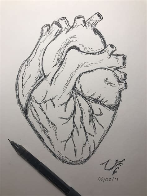 Human Heart Drawing Simple Undismayed Record Pictures Gallery