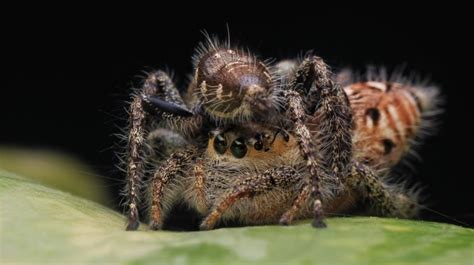 Spider Reproduction 101: Just How Do Spiders Mate? | Earth Life