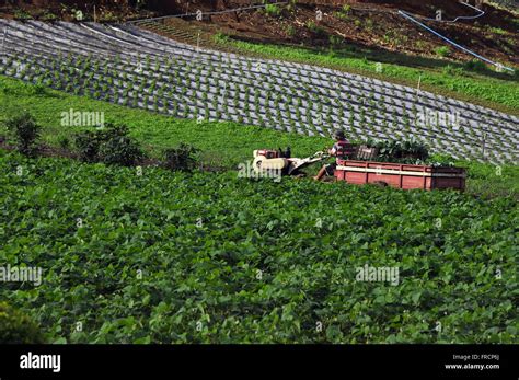 Planting beans hi-res stock photography and images - Alamy