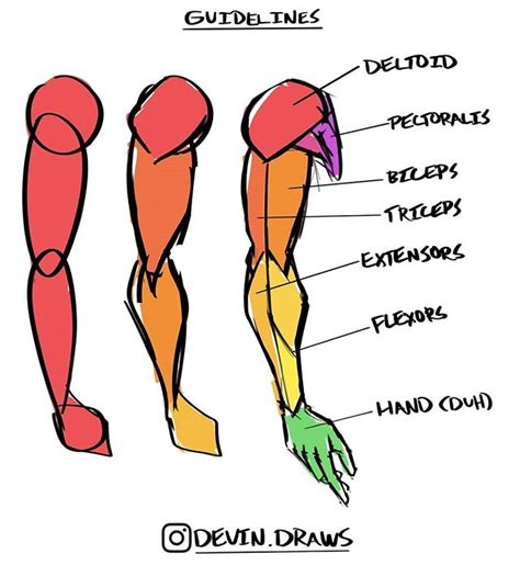 How To Draw Arm Muscles – NBKomputer