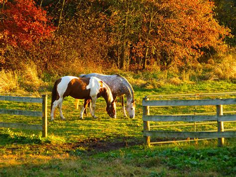 Best Horse Autumn Stock Photos, Pictures & Royalty-Free Images - iStock