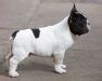 French Bulldog Tail: Is It Cropped or Natural Born? - French Bulldog Breed