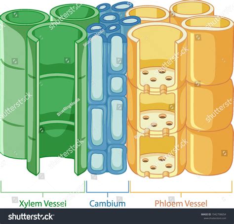 23 Xylem Vessel Stock Vectors, Images & Vector Art | Shutterstock