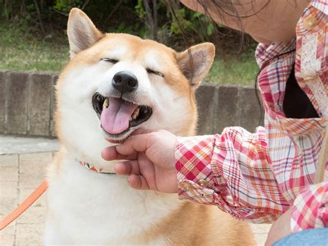 愛犬がもっと喜ぶ「ごほうび」をみつけよう 上手に選んで使うと犬とより仲良くなれる 犬・猫との幸せな暮らしのためのペット情報サイト「sippo」