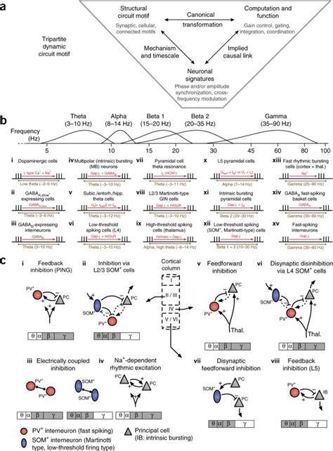 Dynamic Circuit Motifs Underlying Rhythmic Gain Control Gating And