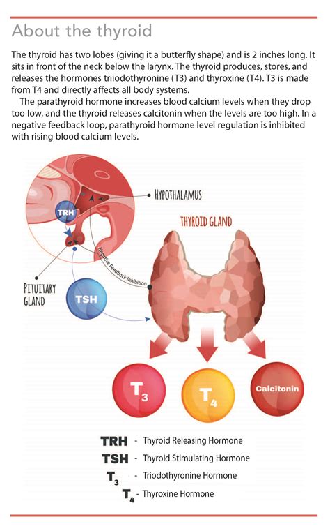 Primary hypothyroidism: More common than you think