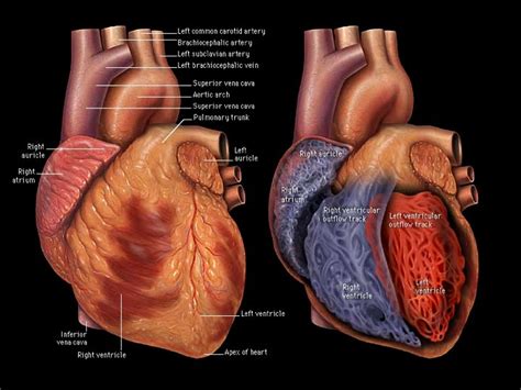 Cardiac MRI Anatomy