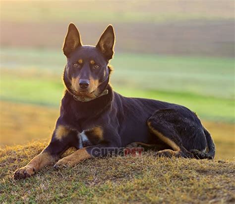 Australian Kelpie popularity, price, lifespan, origin, colors, temperament