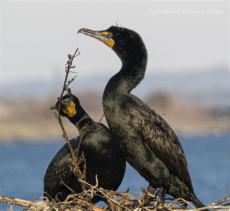 Cormorant nesting behaviour - Small Sensor Photography by Thomas Stirr