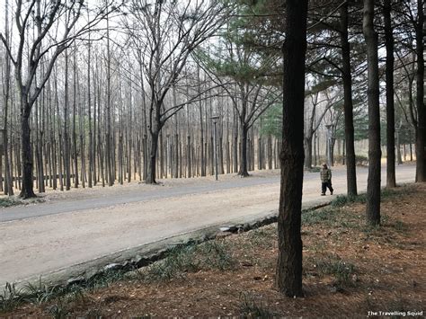 Photo Story The Ginkgo Trees Of Seoul Forest The Travelling Squid