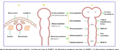 Table 2 from Macroscopic Analysis of Fetus Having Arhinencephaly ...