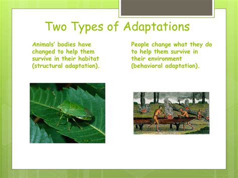 PPT - ADAPTATION PowerPoint Presentation, free download - ID:2268138