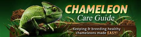 How to Take Care of a Chameleon as a Pet??? – “Chameleon Care Guide ...