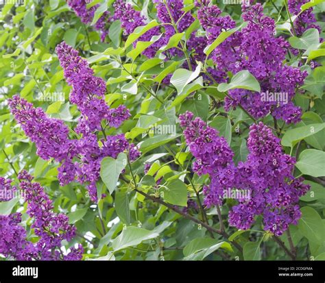 Blossom purple lilac bush Stock Photo - Alamy