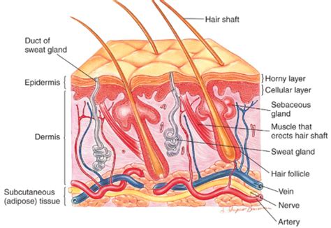 Skin Hair Nails Flashcards Quizlet