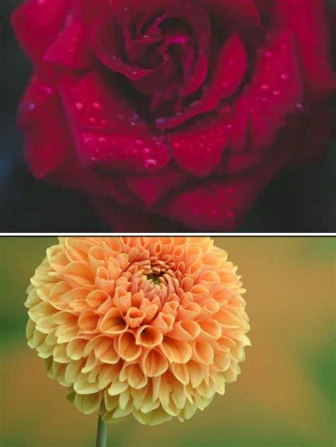 Rose To Dahlia 7 Most Beautiful Flowers In The World