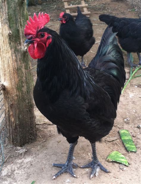 Black Australorp Backyard Chickens Learn How To Raise Chickens