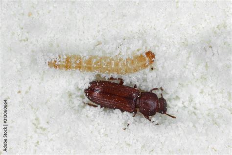 Larva And Beetle Of Confused Flour Beetle Tribolium Confusum Stock