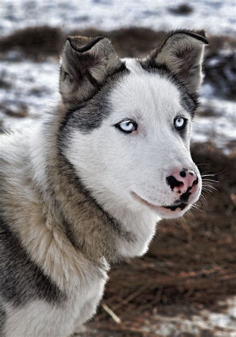 Alaskan husky | Cute cats and dogs, Pretty dogs, Alaskan husky