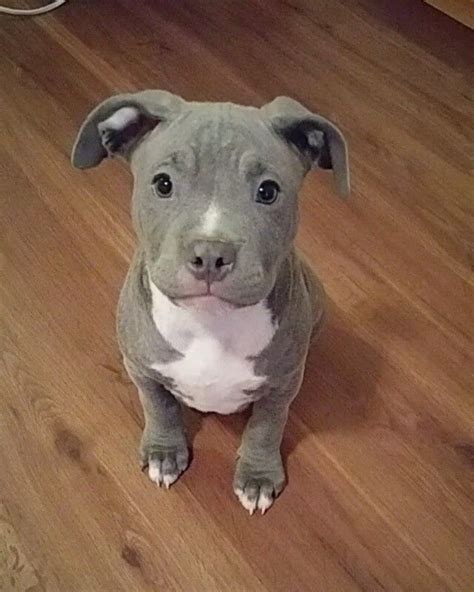 A Gray And White Dog Sitting On Top Of A Wooden Floor