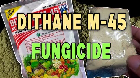 DITHANE M 45 FUNGICIDE Paano Gamitin Sa Pananim YouTube