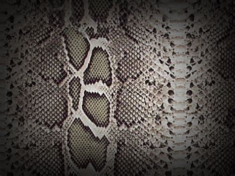 Black Snake Skin Wallpaper - WallpaperSafari