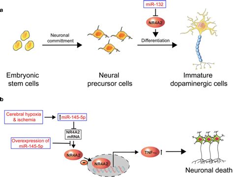 Mirna As A Target For Neuroprotection Focusing On Nr A A Mir