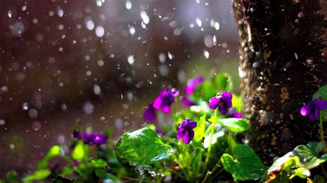 Dark Purple Flowers Green Leaves Plants In Rainfall Background Hd Rain