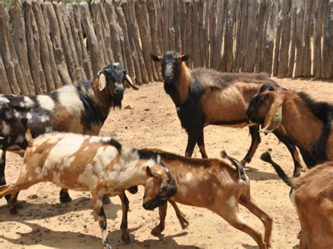 Cria O De Animais Manejo Reprodutivo De Caprinos E Ovinos De Corte