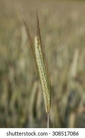 Rye Spike Closeup Stock Photo Shutterstock