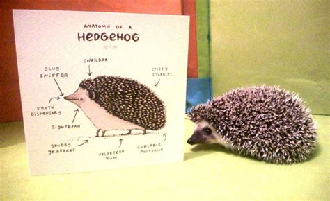 Anatomy Of A Hedgehog Card By Sophiecorriganshop On Etsy