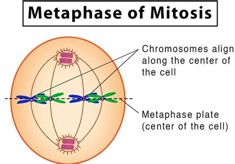 Mitosis Explained with Diagram - CBSE Class Notes Online - Classnotes123