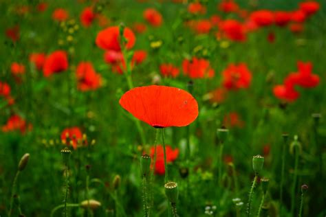 Klatschmohn Mohnblüte Mohn Roter Kostenloses Foto auf Pixabay