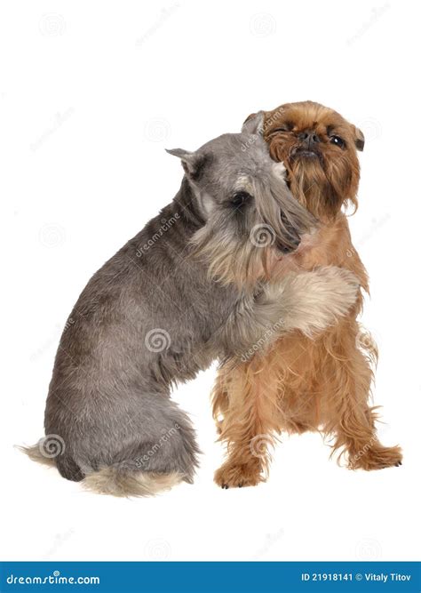 Two Funny Dogs Playing Hugging Each Other Stock Image - Image: 21918141