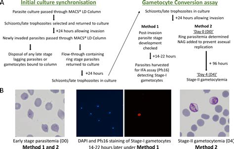 Plasmodium Falciparum Gametocyte Stages