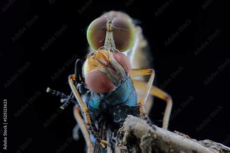 anatomy of a human eye Stock Photo | Adobe Stock